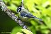 Mésange bleue (Cyanistes caeruleus) © Bruno Foulard