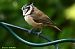 Mésange huppée (Lophophanes cristatus) © Bruno Foulard
