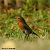 Rougegorge familier (Erithacus rubecula) © Bruno Foulard