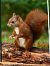 Ecureuil roux (Sciurus vulgaris) © Bruno Foulard