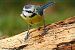Mésange bleue (Cyanistes caeruleus) © Bruno Foulard