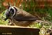Mésange huppée (Lophophanes cristatus) © Bruno Foulard