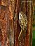 Grimpereau des jardins (Certhia brachydactyla) © Bruno Foulard