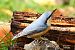 Sittelle torchepot (Sitta europaea) © Bruno Foulard