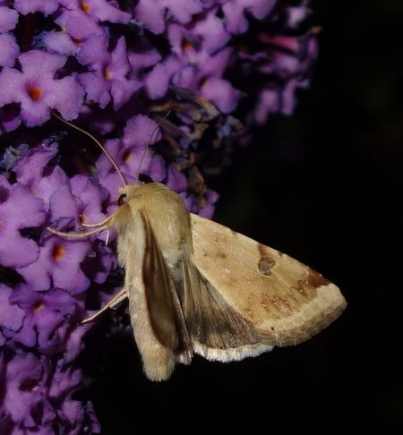 Heliothis peltigera  - Charles Paillet