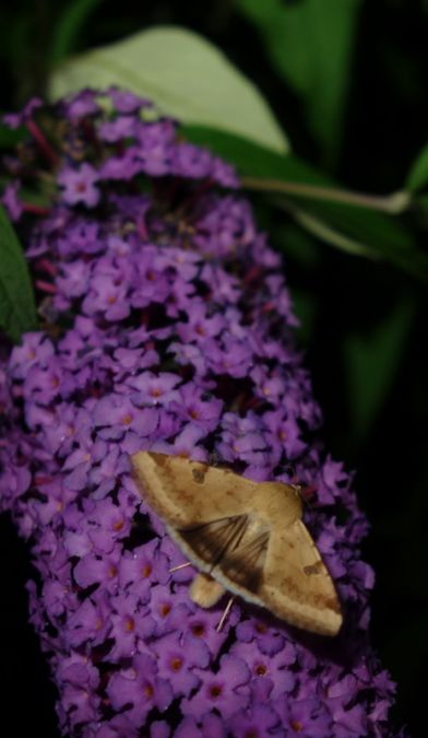Heliothis peltigera  - Charles Paillet