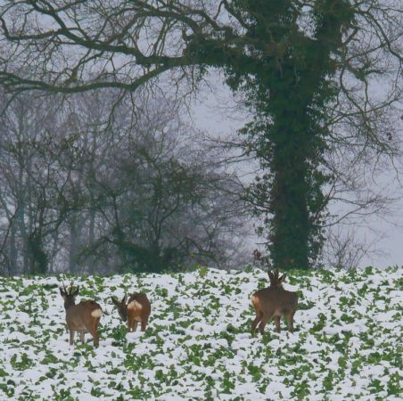 Chevreuil européen  - Charles Paillet