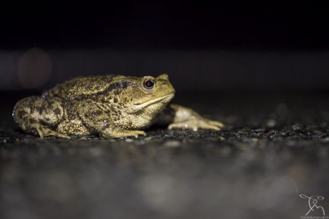 Crapaud commun  - Anthony Binet