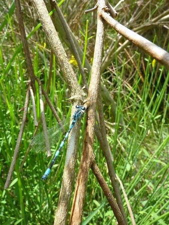 Agrion de Mercure  - Gilles Viricel