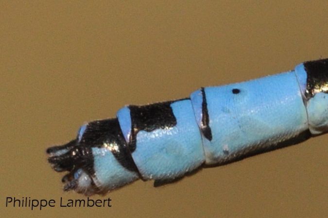 Agrion de Mercure  - Philippe Lambert