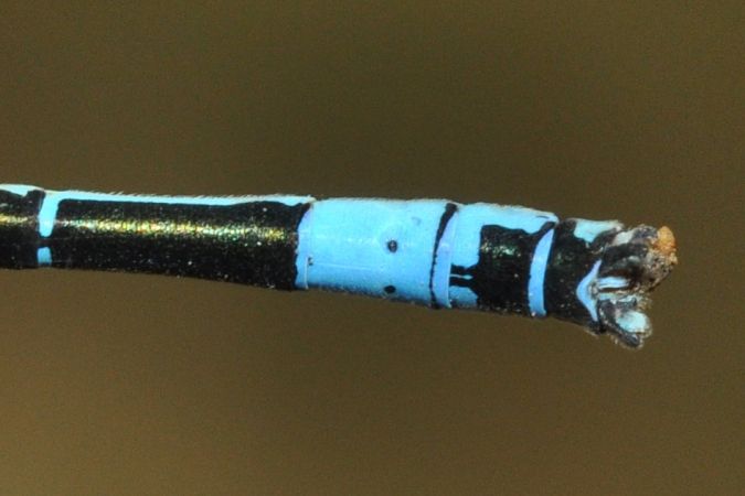 Agrion de Mercure  - Philippe Lambert