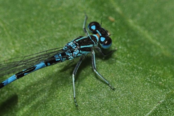 Agrion de Mercure  - Philippe Lambert