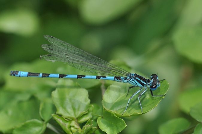 Agrion de Mercure  - Philippe Lambert