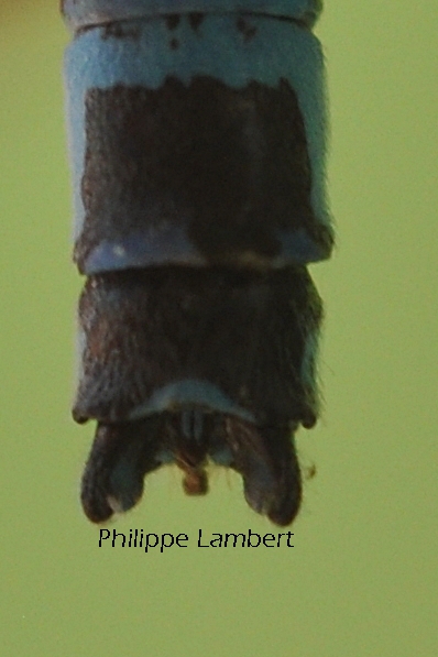 Agrion de Mercure  - Philippe Lambert