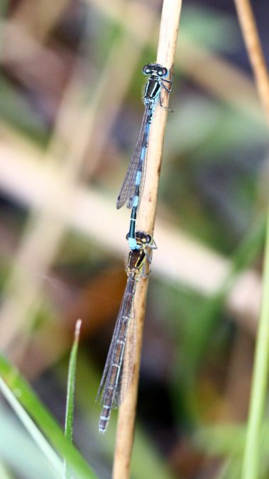 Mercury Bluet 
