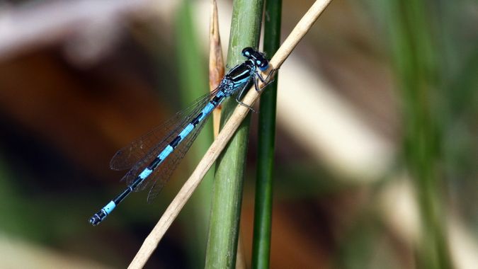 Agrion de Mercure 