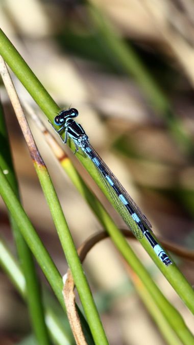Agrion de Mercure 