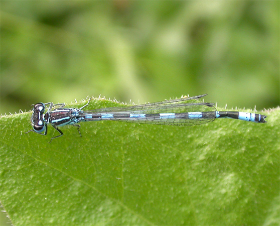 Agrion de Mercure  - Patrick Höhener