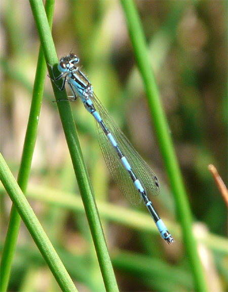 Agrion de Mercure  - Patrick Höhener