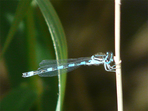 Agrion de Mercure  - Patrick Höhener