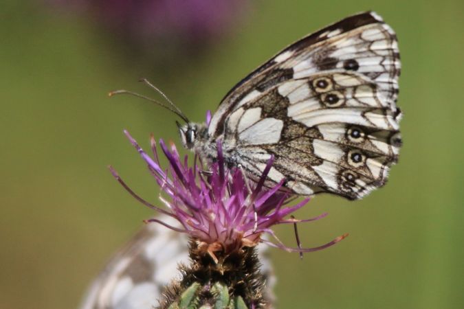 Demi-deuil  - Yves et Margareth Veret