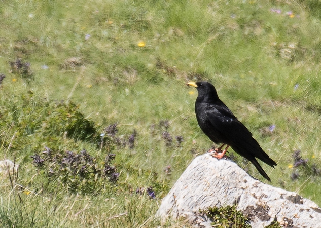 Chocard à bec jaune  - Philippe Langlois