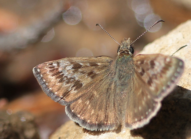 Point-de-Hongrie  - Jocelyne Ben-Saïd
