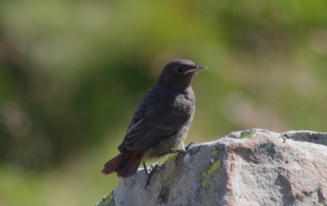Rougequeue noir  - Eric Belleau