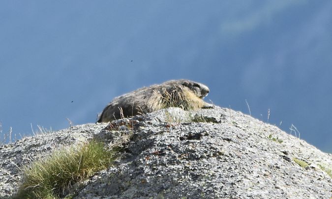 Marmotte des Alpes  - Alain Vincent