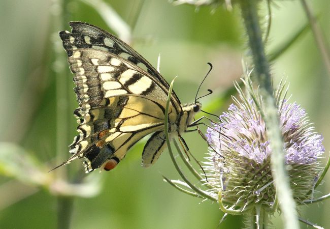 Machaon  - Maurice Annie Gasperini