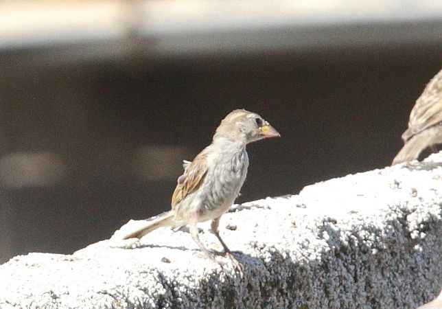 Moineau domestique  - Maurice Annie Gasperini