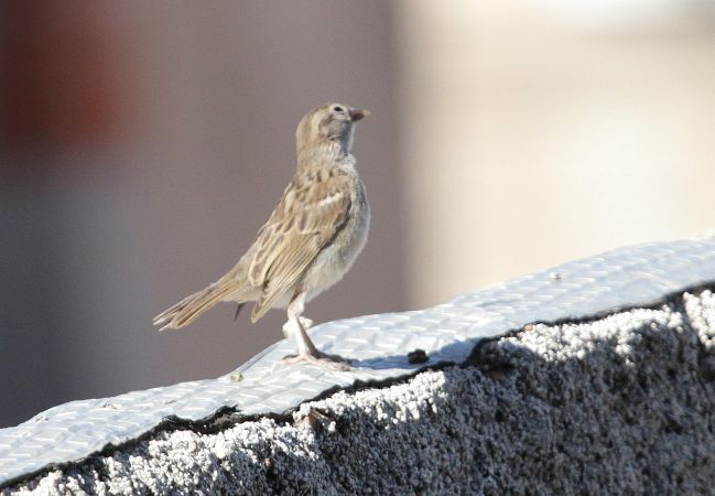 Moineau domestique  - Maurice Annie Gasperini