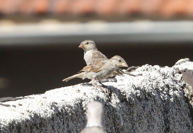 Moineau domestique  - Maurice Annie Gasperini