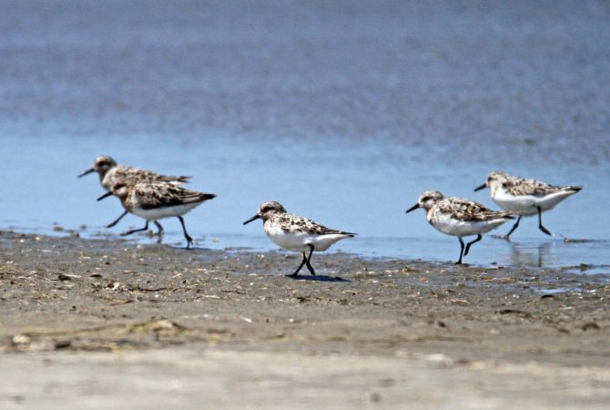 Bécasseau sanderling  - André Schont