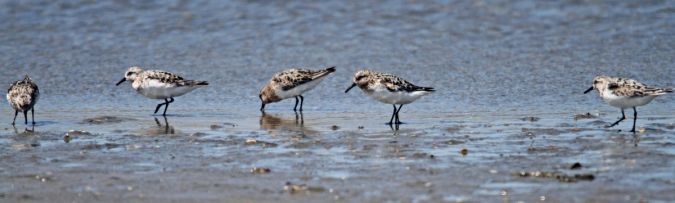 Bécasseau sanderling  - André Schont