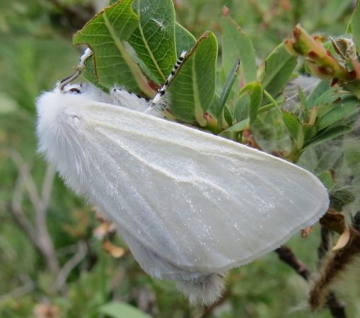 Bombyx du Saule  - Jean Pierre Niermont
