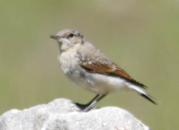 Traquet motteux  - Jean-Christian Piques