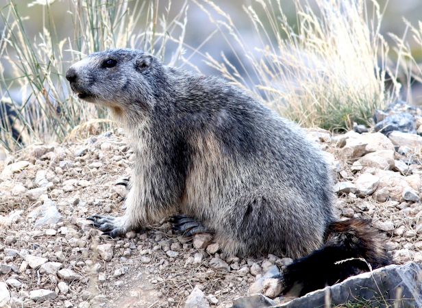 Marmotte des Alpes  - Patrick Kern