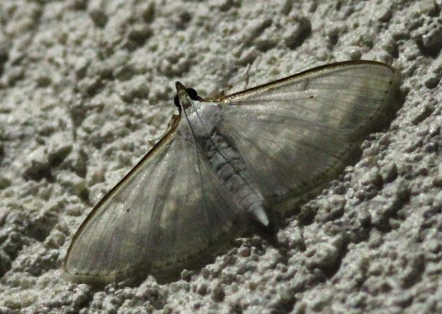 Palpita vitrealis  - Patrick Kern