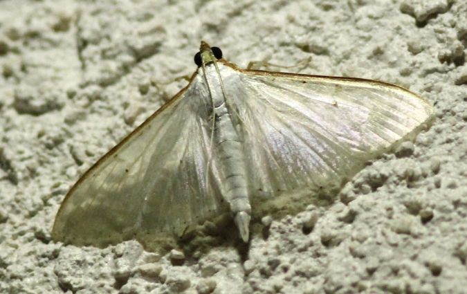 Palpita vitrealis  - Patrick Kern