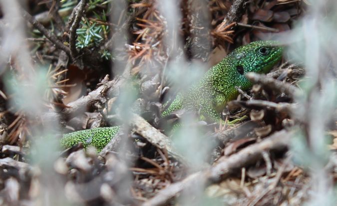 Lézard à deux raies (L. vert occidental)  - Arnaud Roudil