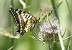 Machaon  - Maurice Annie Gasperini