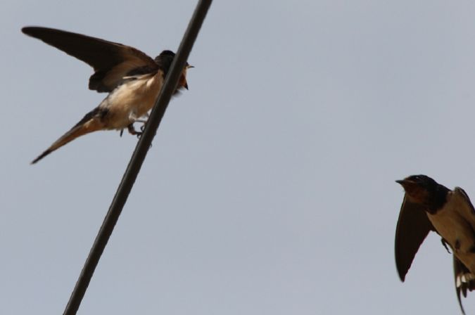 Hirondelle rustique  - Yves et Margareth Veret