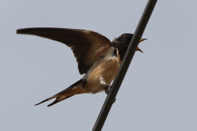 Hirondelle rustique  - Yves et Margareth Veret