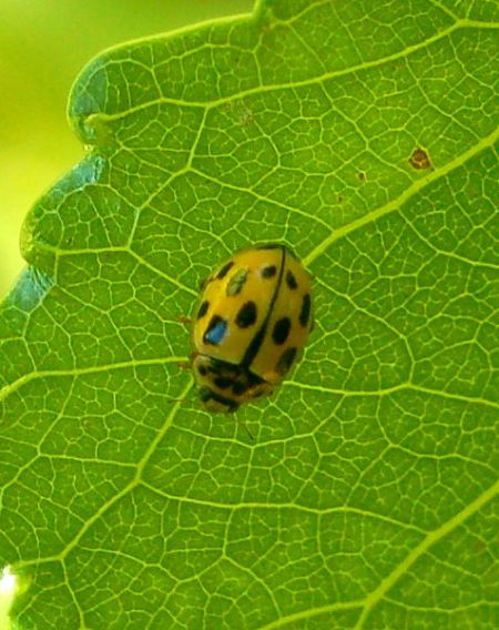 Coccinelle à damier  - Lucas Benaiche