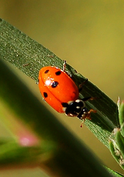 Coccinelle des friches  - Lucas Benaiche