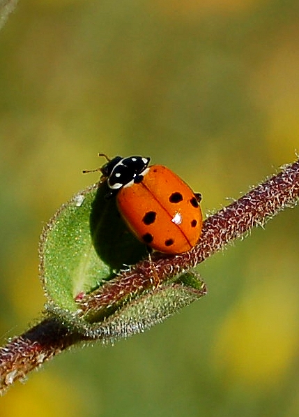Coccinelle des friches  - Lucas Benaiche