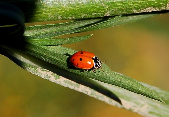 Coccinelle des friches  - Lucas Benaiche