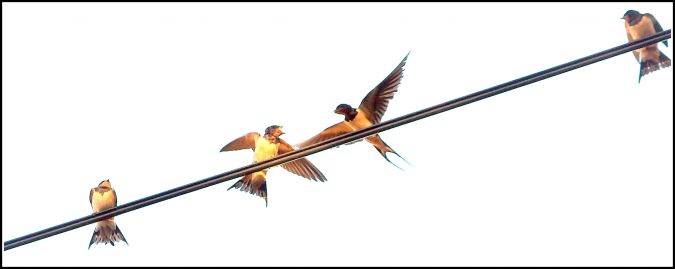 Hirondelle rustique  - Marie Jaubert