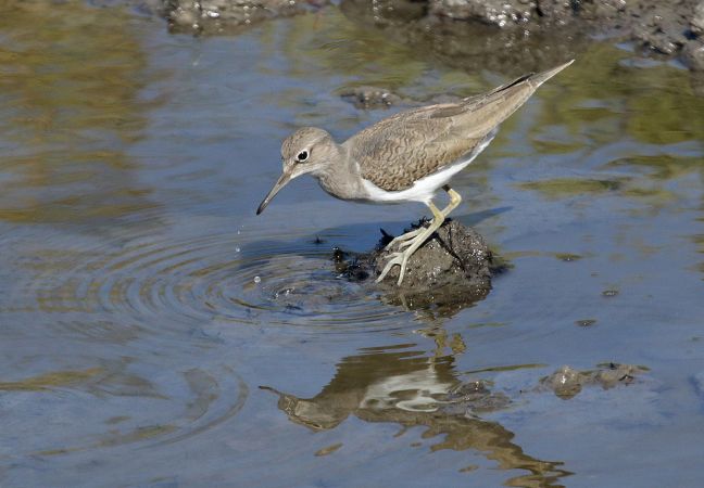 Chevalier guignette  - Maurice Annie Gasperini